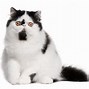 Image result for Persian Cat Black and White