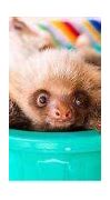 Image result for Cute Baby Sloth Backgrounds