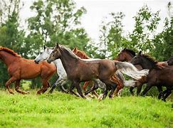 Image result for Wild Horses Running Free Wallpaper