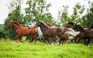 Image result for Wild Horses Running