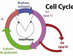 Image result for Biological Cycle