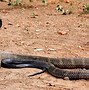 Image result for Biggest Largest Snake in the World