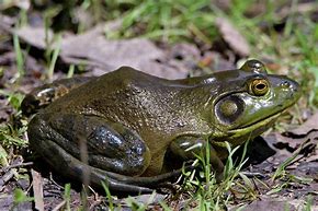 Image result for Bari Ed Bull Frog