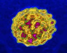 Image result for HPV Virus Map