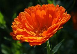 Image result for Calendula Raw Honey