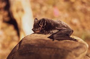 Image result for Orange Head Bat