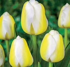 Image result for Tulipa Angels Wish