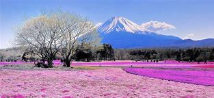 Image result for Mount Fuji Flowers