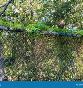 Image result for Vines That Will Grow On Chain Link Fence