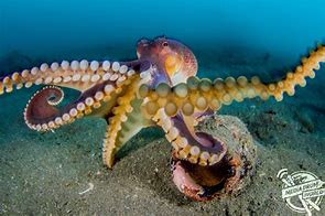 Image result for Octopus Shillouette From Bottom