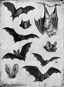 Image result for Vintage Halloween Bat