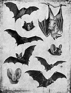 Image result for Vintage Mumps Bat