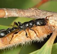 Image result for Black Tree Ants