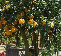 Image result for Weeping Grapefruit Tree