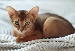 Image result for Awesome Cat Breeds