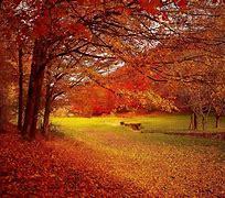 Image result for image automne