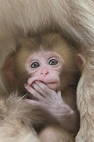 Image result for Adorable Baby Monkeys