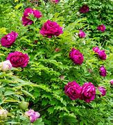 Image result for Paeonia suffruticosa Da Zong Zi