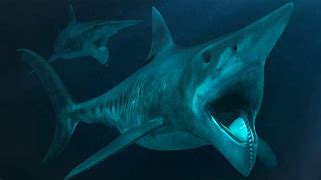 Image result for Biggest Shark On Earth