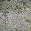 Image result for Rock Cap Moss