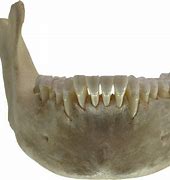 Image result for Mammalian Jawbone