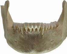 Image result for Teeth/Jaw Skull