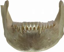 Image result for Ghost Jawbone