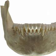 Image result for The Jawbone