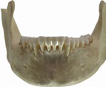 Image result for Skeleton Jaw Open