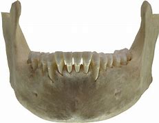 Image result for Jawbone Face