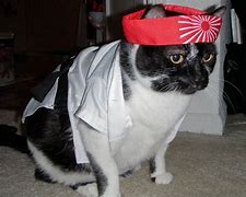 Image result for Cat Karate Costume