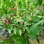 Image result for Purple Pepper Plant