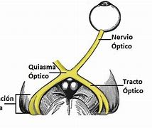 Image result for Nervio Optico