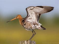 Image result for Limosa limosa