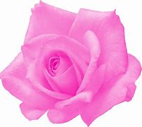 Image result for Pink Rose Transparent Background
