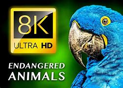 Image result for 8K Endangerd Animals