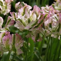 Image result for Tulipa Green Wave