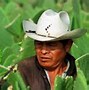 Image result for Mexic Agricultura