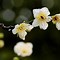 Image result for Plum Blossom China