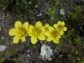 Image result for Moraea ochroleuca