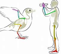 Image result for Bird Head Human Body