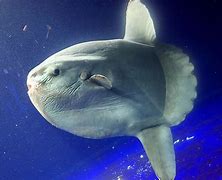 Image result for Biggest Type of Fish in the World