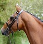 Image result for What Is Snaffle