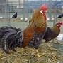 Image result for Coq Leghorn