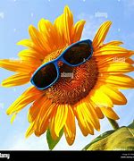 Image result for Sunflower Fun Images