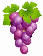 Image result for Clip Art of Grapes