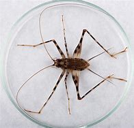 Image result for Cave Cricket Repellent