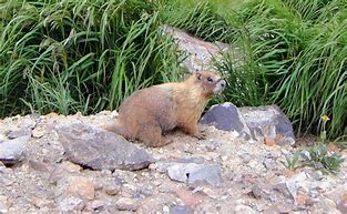 Image result for Small Mammals in Colorado