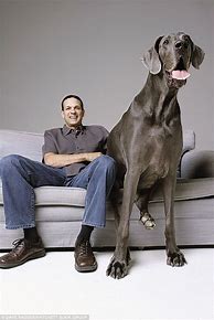 Image result for The World's Biggest Dog