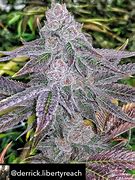 Image result for Purple Ghost Strain